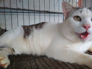 Gemok - Domestic Short Hair Cat
