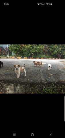5 Little Cute Musketeers  - Mixed Breed Dog