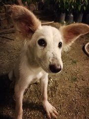 Pup - Mixed Breed Dog