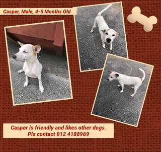 Casper - Mixed Breed Dog