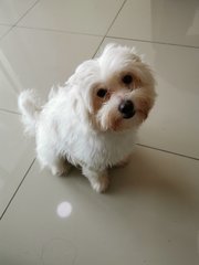 Chiboust - Maltese + Poodle Dog