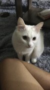 Cardi - Turkish Angora Cat