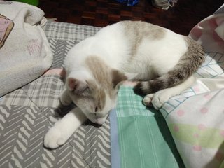 Dobby - Domestic Short Hair Cat