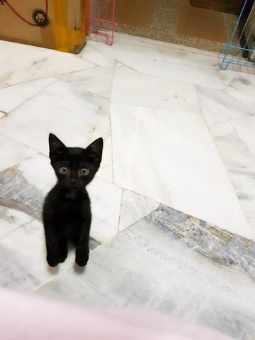 Mimi - Tuxedo + Bombay Cat