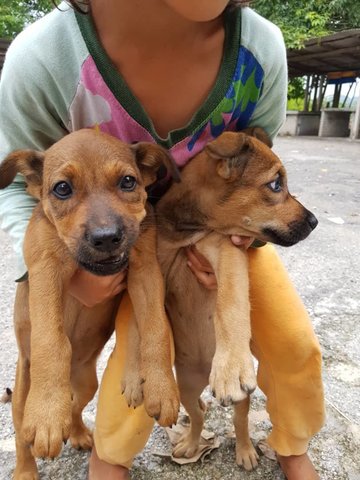 Brownies - Mixed Breed Dog