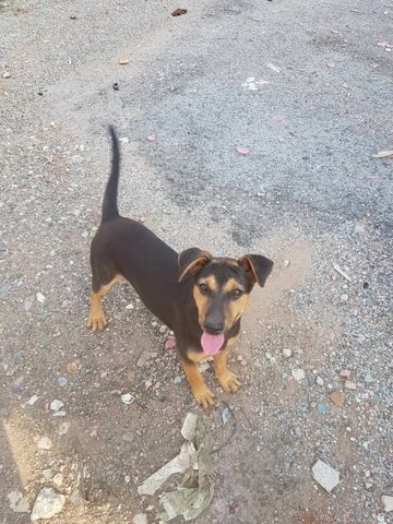 Darly - Mixed Breed Dog