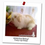 Mimi - American Fuzzy Lop Rabbit