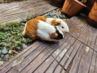 Lovely Guinea Pig Male And Female - Guinea Pig Small & Furry