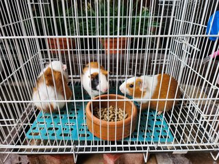Lovely Guinea Pig Male And Female - Guinea Pig Small & Furry