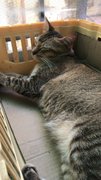 Speedy (Fast And Furious Kitty) - Domestic Medium Hair + Domestic Short Hair Cat