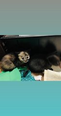Sophie & Kittens - Siamese + Domestic Medium Hair Cat
