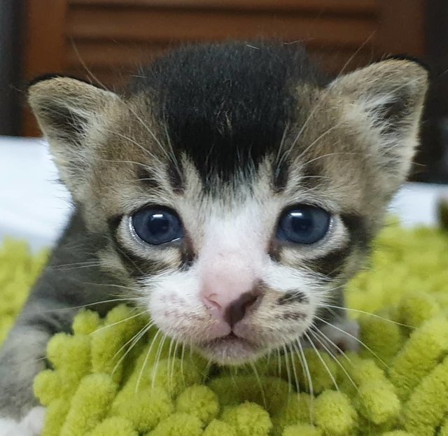 Baby Saturn - Domestic Short Hair Cat