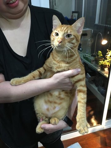 Marmalade - Domestic Short Hair Cat