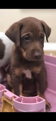 Rocco - Saint Bernard Mix Dog