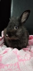 Midnight - Lionhead Rabbit