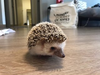 Mochi - Hedgehog Small & Furry