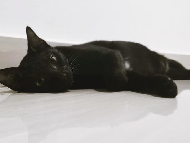 Rakeem Solomon Iii - Bombay Cat
