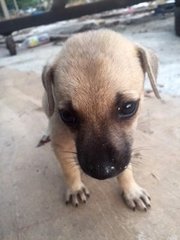 Small Size Mix Breed Puppies - Mixed Breed Dog