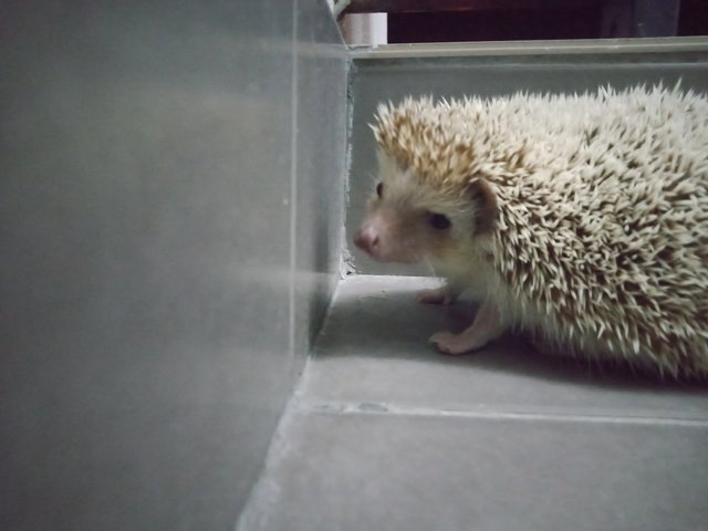 Hussein - Hedgehog Small & Furry