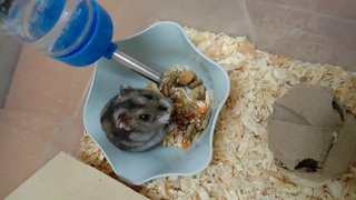 Mofu - Short Dwarf Hamster Hamster