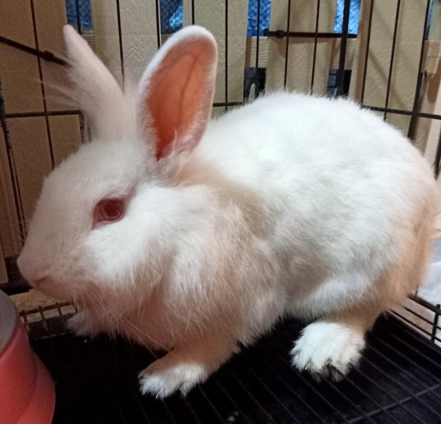 Cute Rabbit For Adoption  - Bunny Rabbit Rabbit