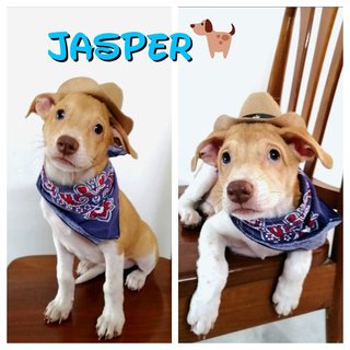 Jasper - Mixed Breed Dog