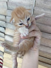 3 Male Kittens - Domestic Short Hair Cat
