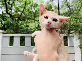 Maye - Domestic Short Hair Cat