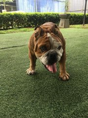 Cookie  - English Bulldog Dog