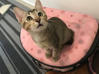Ollie - Domestic Short Hair Cat