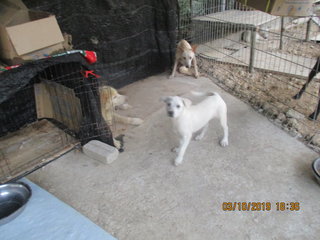 Snow Papi is kept together with other rescued fur kids; old fur kid, paralyzed fur kid 