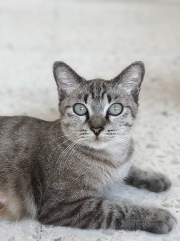 Lala - Domestic Short Hair Cat
