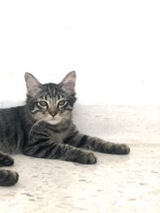 Kiko - Tabby Cat