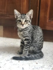 Kitai - Tabby Cat