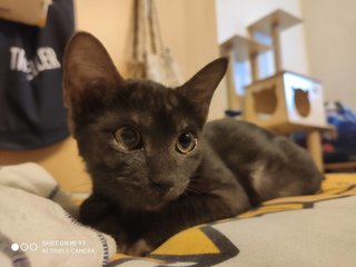 Blacky - Domestic Short Hair Cat