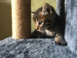 Majestic Mackerel Tabbys - All Adopted - Domestic Medium Hair Cat