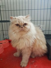 Lilo - Persian Cat