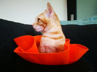 Oj (Orange Juice) - Domestic Short Hair Cat