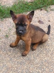 Boreas - Mixed Breed Dog