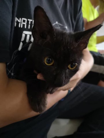 Coffee Black - Domestic Medium Hair Cat