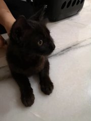 Coffee Black - Domestic Medium Hair Cat