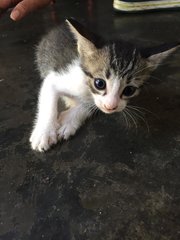 Adorable Kitten For Adoption - Domestic Short Hair Cat