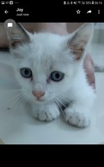 Baby Snowball - Domestic Short Hair Cat
