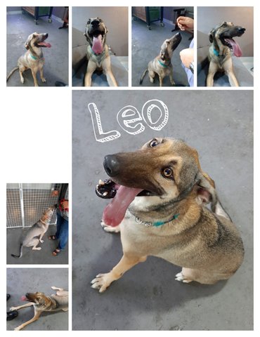 Leo  - Mixed Breed Dog