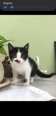 Milo - Domestic Medium Hair Cat
