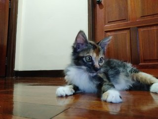 Ariel - Domestic Medium Hair Cat