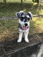 Gatsby  - Schnauzer Dog