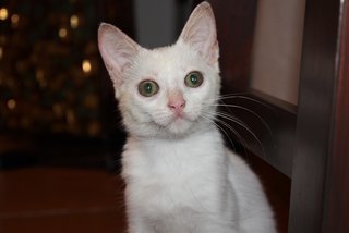 Snowflake - Domestic Medium Hair Cat