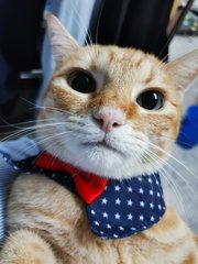小黄xiao Huang - American Shorthair Cat