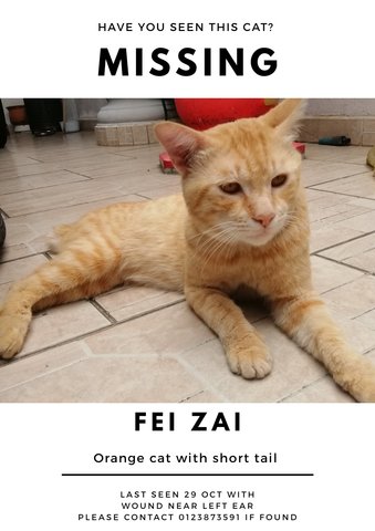 Fei Zai - Domestic Short Hair Cat